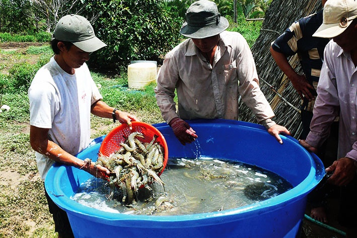 Cà Mau: Huy động mọi nguồn lực để phát triển ngành tôm