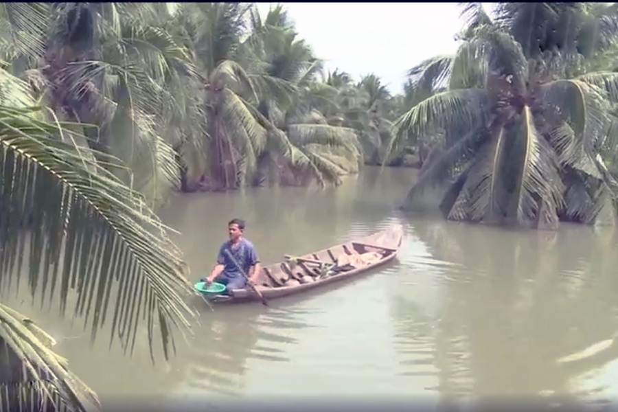 Kinh nghiệm nuôi tôm càng xanh trong vườn dừa hiệu quả