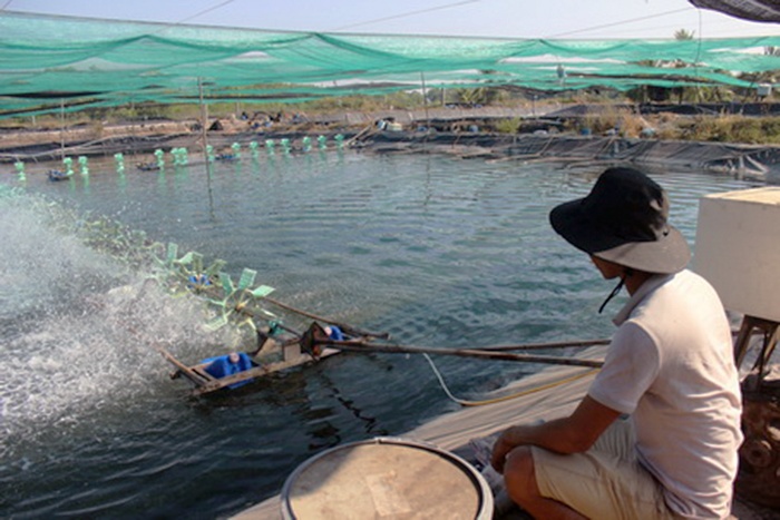 Nuôi tôm Đồng Nai: Khó khăn chồng chất khó khăn