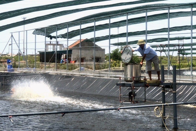 Kinh nghiệm làm giàu từ nuôi tôm thâm canh Quảng Ninh