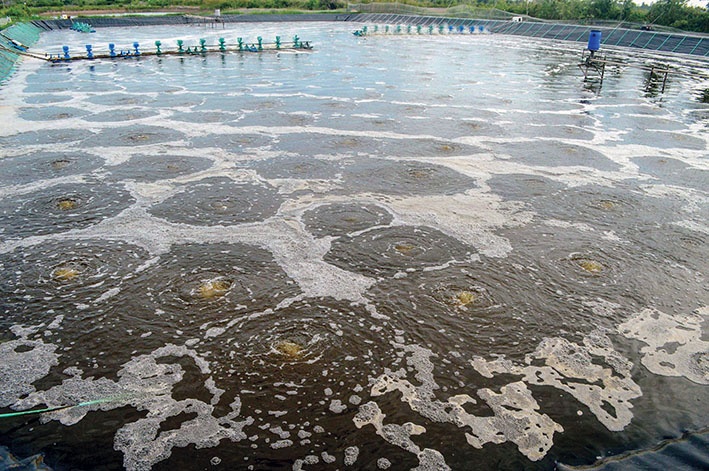 Giải pháp bền vững trong nuôi tôm thâm canh, siêu thâm canh