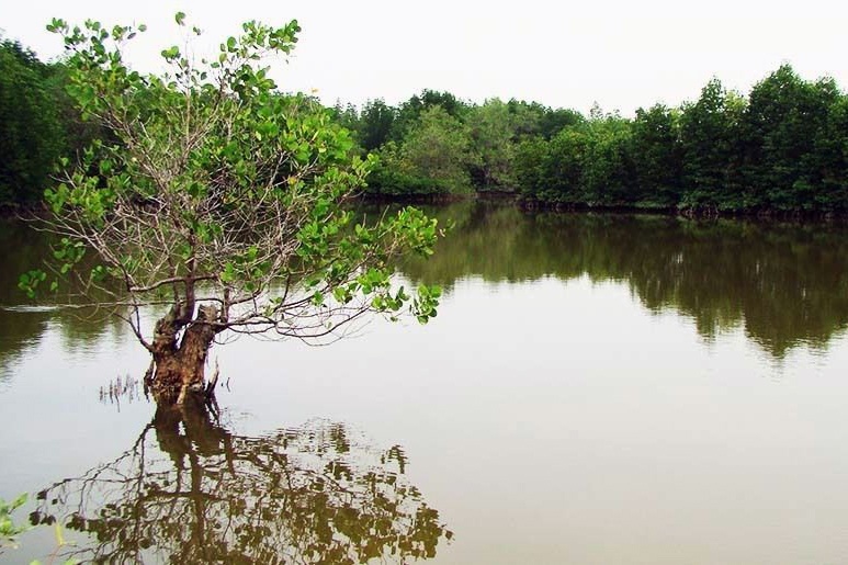 Trà Vinh: Hơn 4.000 ha rừng kết hợp nuôi tôm sinh thái