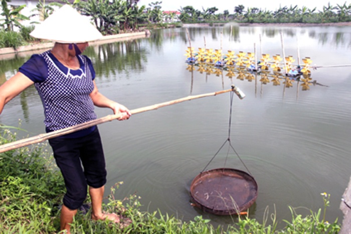 Ninh Bình: Chấm dứt việc nuôi tôm thẻ chân trắng trong vùng nước ngọt