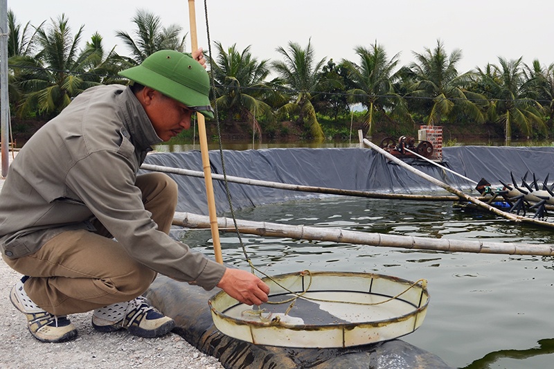 Tăng tính cạnh tranh cho con tôm trên thị trường