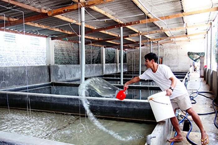 Đề xuất hướng quản lý cho sản xuất giống ngao 2 cồi