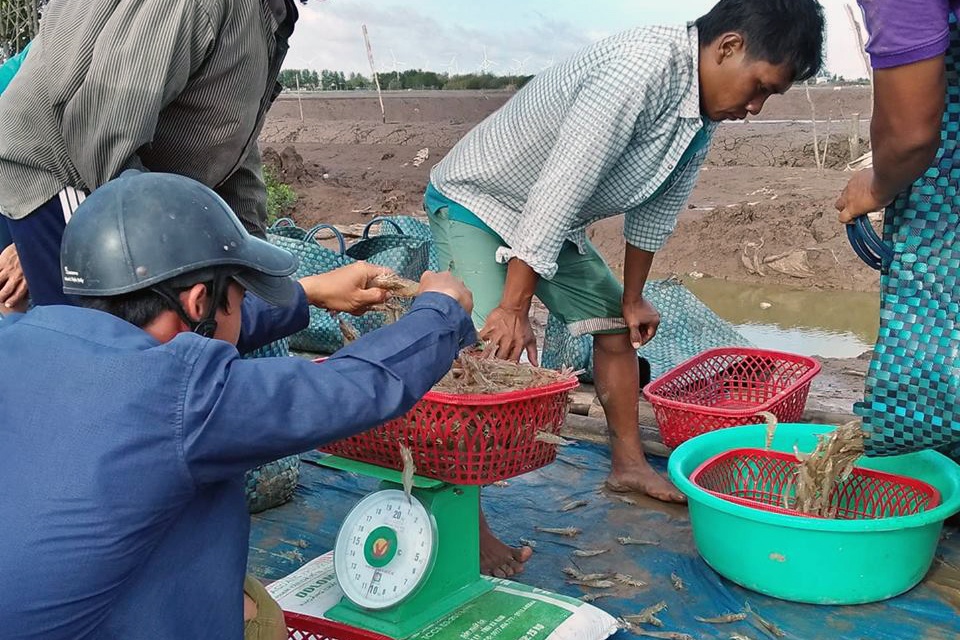 ĐBSCL: Tôm tươi, có nguồn gốc được mua giá cao