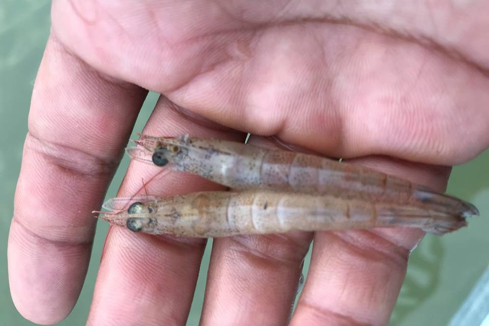 Ba Đồn: Chủ động phòng chống dịch bệnh đốm trắng trên tôm