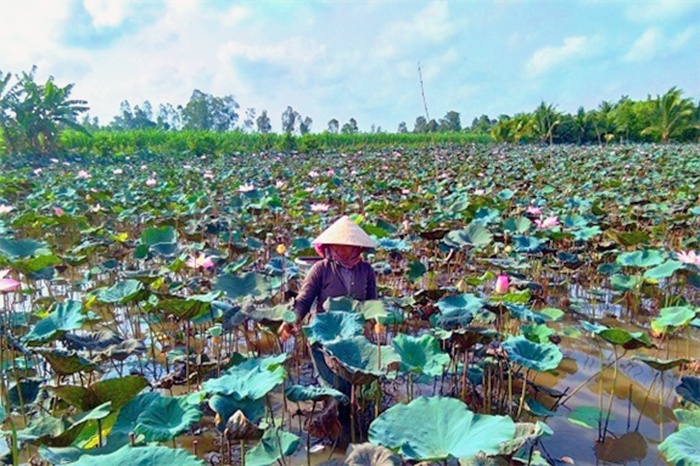 Lồng Đèn Hoa Sen HồngVàng Trơn Trang Trí Quanh Năm