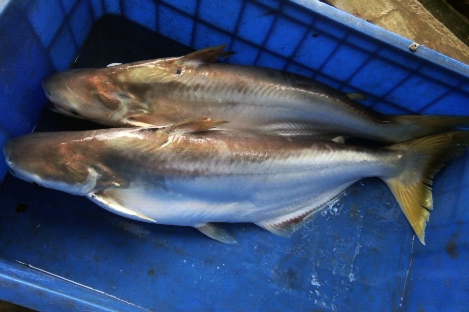 Trà Vinh: Hiệu quả mô hình nuôi cá bông lau