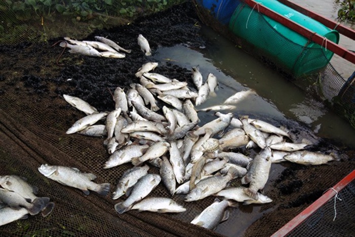 Hà Tĩnh: Người nuôi cá lồng bè trắng tay vì mưa lũ