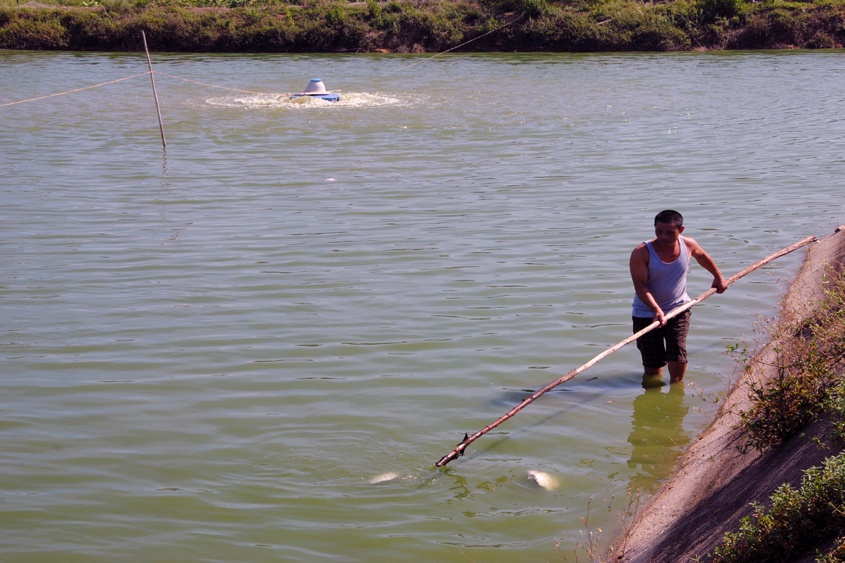 Bắc Giang: Xuất hiện cá chết rải rác do nắng nóng