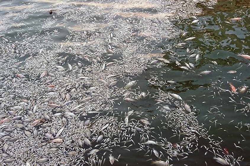 Nguyên nhân ban đầu hiện tượng cá chết tại hồ Tây