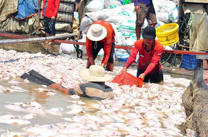 Đồng Nai: Nông dân nuôi cá mỏi mòn chờ tiền hỗ trợ