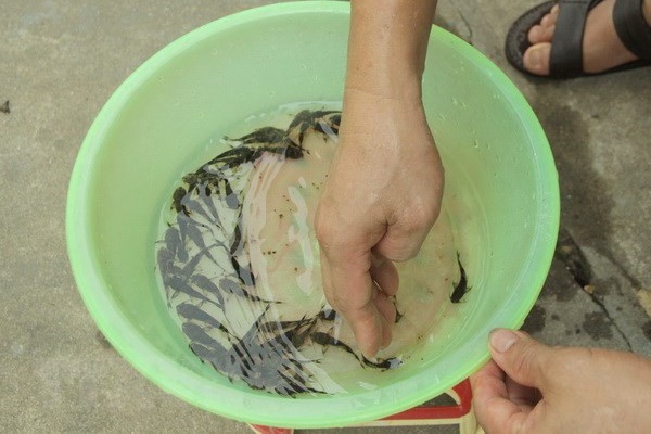 Sản xuất nhân tạo thành công giống cá chiên quý hiếm