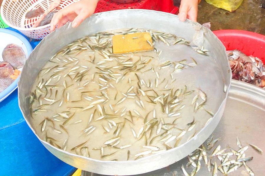 Chớm lũ, cá linh non đầu mùa bán tới 300.000 đồng/ký