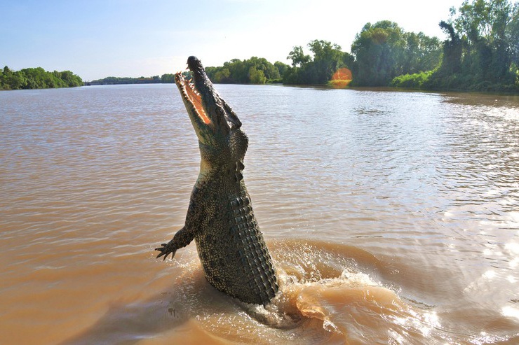 Yếu tố nào giúp cá sấu nước mặn Australia đạt kích thước khổng lồ?