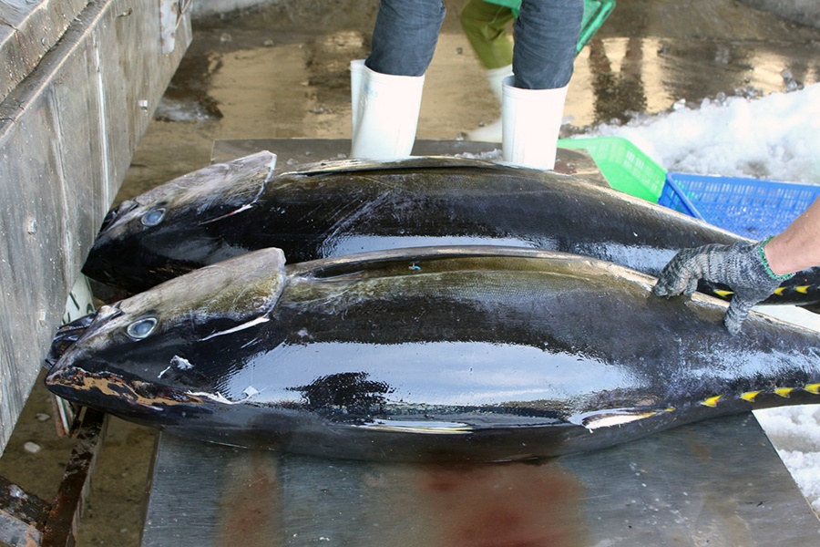 Xuất khẩu cá ngừ Việt Nam tăng tốc trở lại