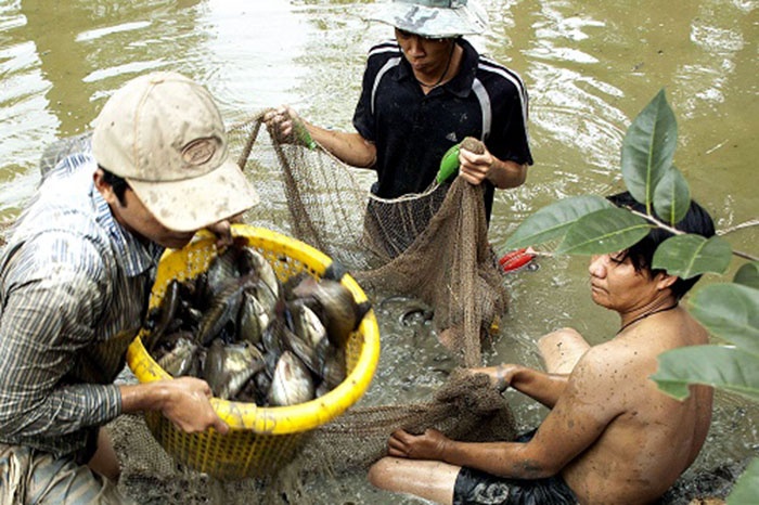 Giá cá bổi bấp bênh, người nuôi gặp khó