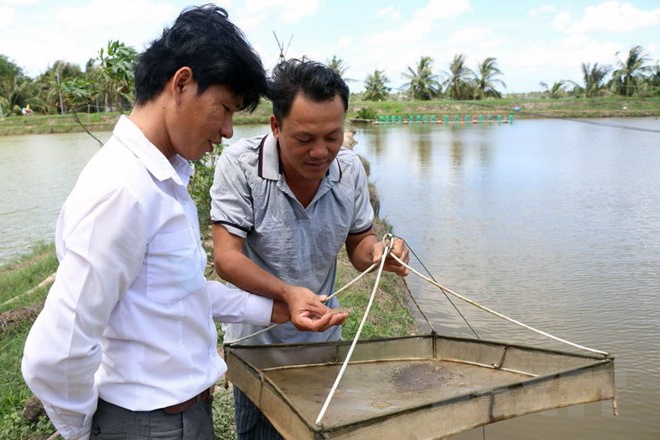 Giá tôm thẻ chân trắng tăng trở lại, thêm 20.000 đồng mỗi kg