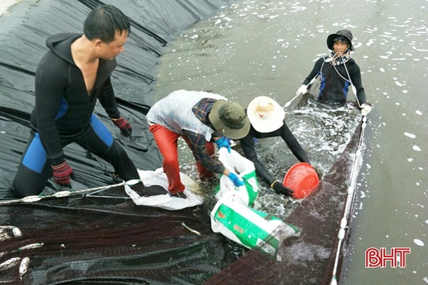 HTX NTTS Xuân Thành tiếp tục thu hoạch tôm chạy bão