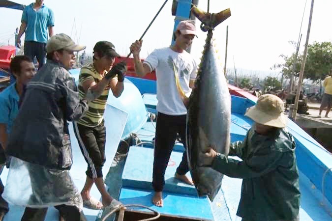 "Trái bóng" trong chân ngư dân