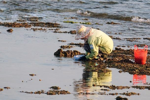 Ra biển "săn" vẹm ở Quảng Ngãi