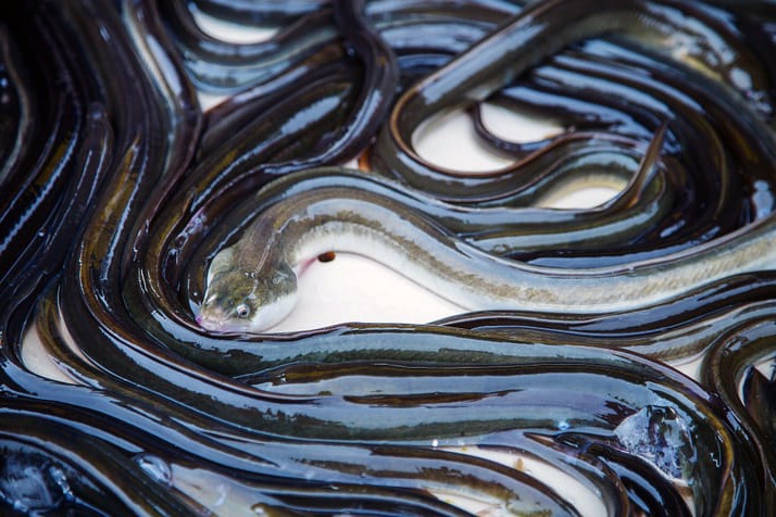 Tiềm năng phát triển nghề nuôi lươn ở Tiền Giang