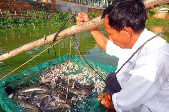 Nông dân làm giàu từ nuôi cá chình