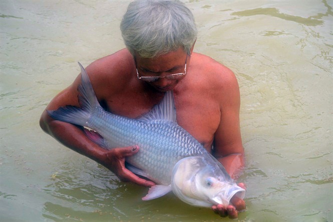 Nuôi cá hô trong ao đất, mô hình nuôi cá, nuôi cá