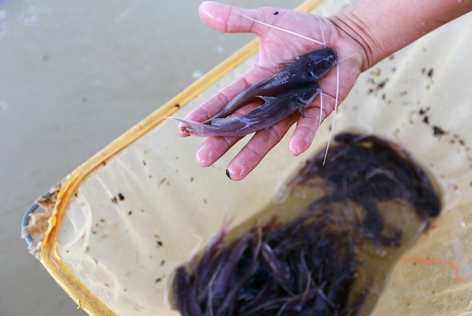 Trang trại kiếm hơn tỷ đồng mỗi năm nhờ nuôi cá lăng giống