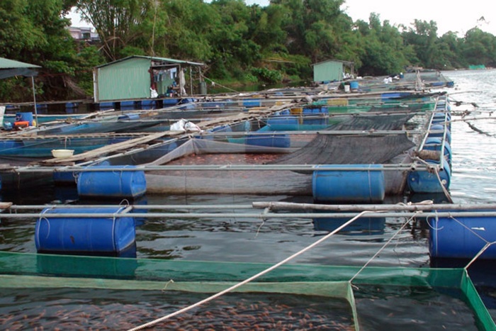 Tìm vật liệu mới phù hợp để thay thế lồng nuôi truyền thống