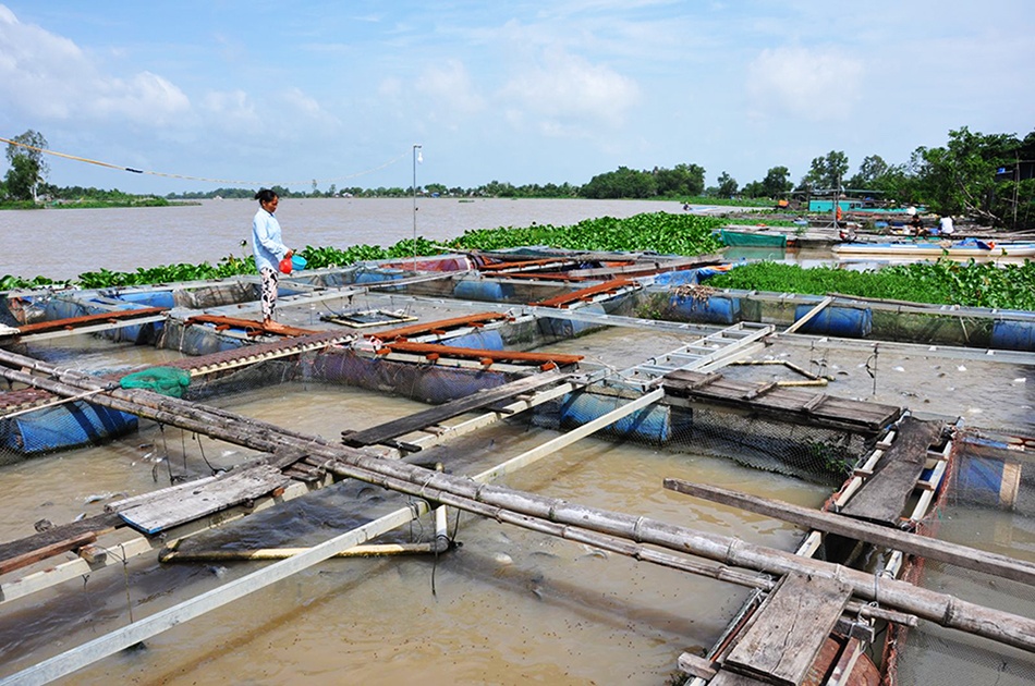 Mô hình nuôi cá thát lát cườm đạt hiệu quả cao