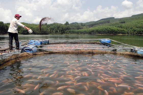 Thoát nghèo nhờ nuôi cá trong hồ thủy lợi