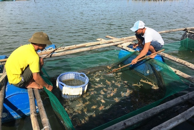 Kinh nghiệm nuôi thành công ghẹ lột trong lồng bè