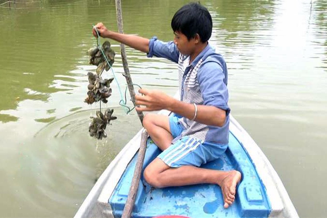 Nuôi hàu biển mở hướng thoát nghèo cho người dân xã Nghi Thiết