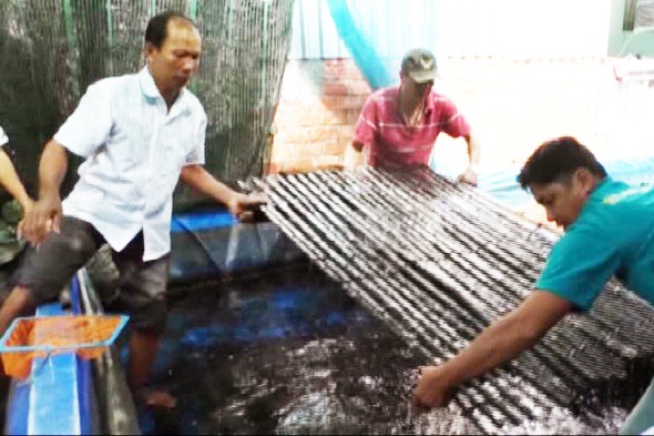 Nghề nuôi lươn không bùn an