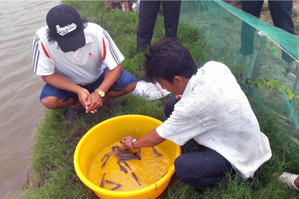 Địa phương gặp khó trong quản lý nuôi tôm trên đất lâm nghiệp
