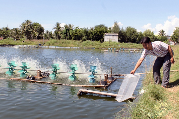 Ninh Thuận: Nuôi tôm nước lợ kỳ vọng vào những tháng cuối năm