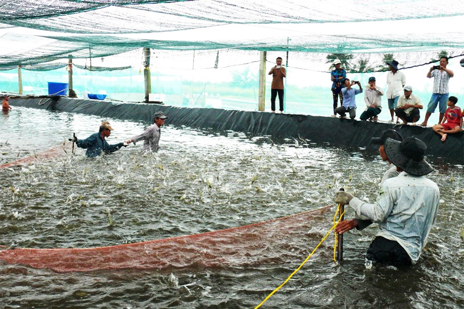 Phú Tân cần kiểm soát tốt việc phát triển nuôi tôm siêu thâm canh