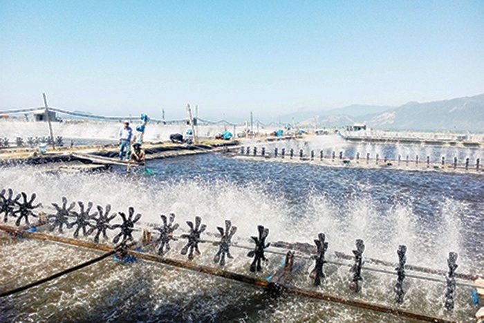 Khánh Hòa: Nông dân làm giàu từ tôm thẻ chân trắng