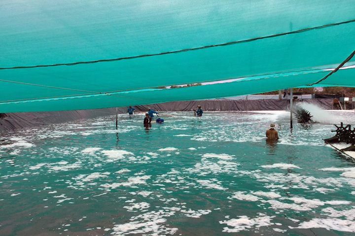 Giải pháp hạn chế dịch bệnh nhờ nuôi tôm 2 giai đoạn