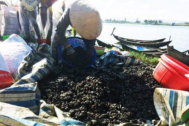 Thu hàng chục triệu nhờ nuôi vẹm làm thức ăn cho tôm hùm