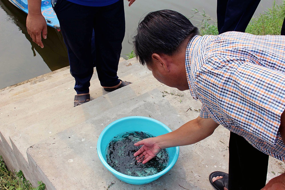 Xây dựng An Giang thành “vựa giống” cá tra vùng ĐBSCL