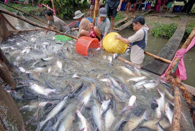 Vì sao cá tra rớt giá đến 4.000 - 5.000 đồng/kg?
