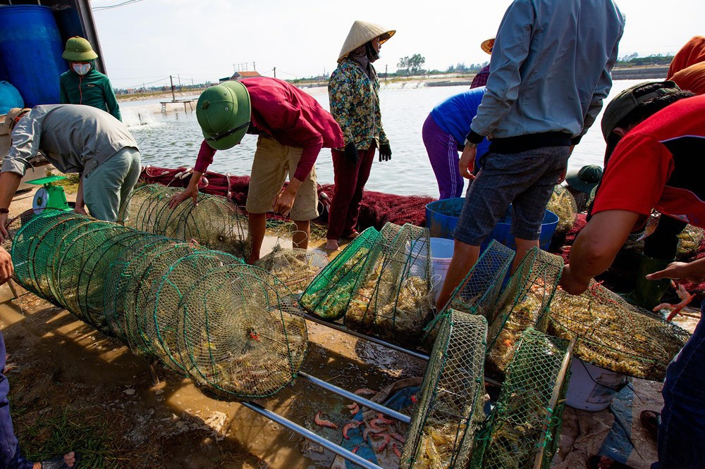 Giá tôm thẻ tăng trở lại, nông dân bắt đầu có lãi