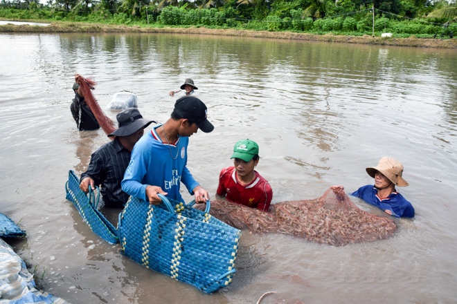 Hợp tác, liên kết và sản xuất theo chuẩn quốc tế