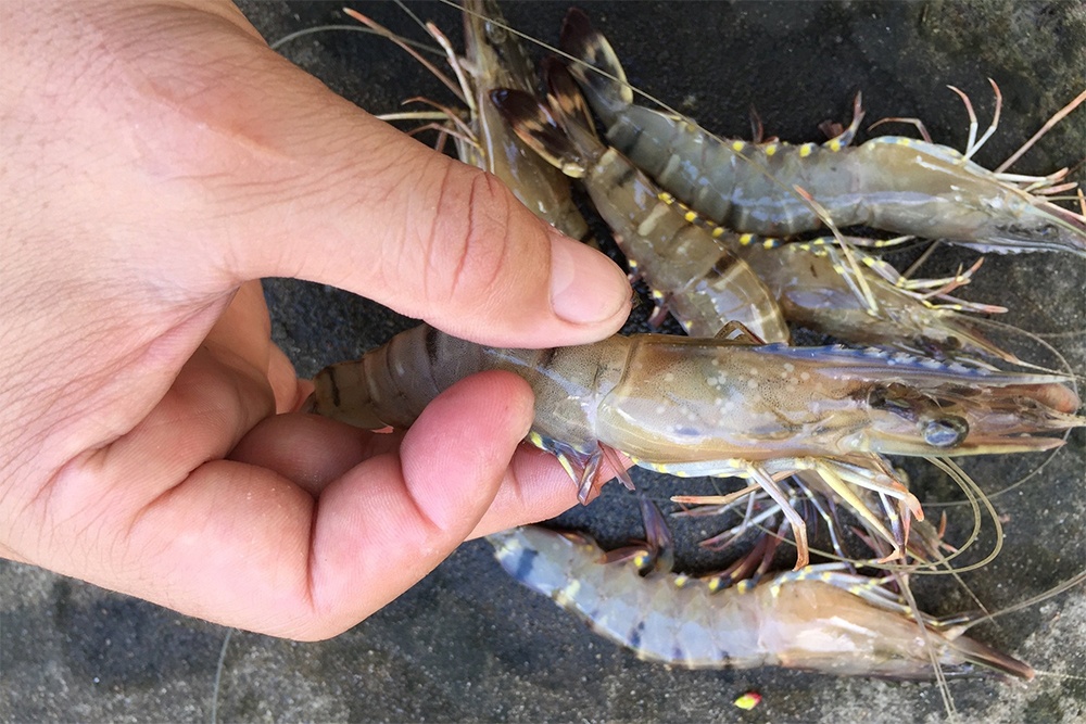 Thạnh Phú không phát hiện giáp xác nhiễm đốm trắng