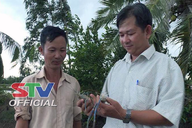 Sóc Trăng: Triển vọng mô hình tôm xen tôm