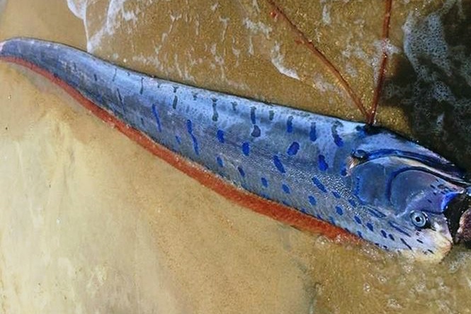 Xác cá Hố rồng "khủng" dài 4m dạt vào bờ biển ở Huế