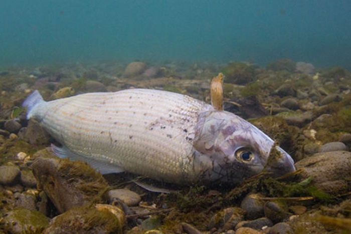 Sóng nhiệt khiến cá chết hàng loạt ở Thụy Sĩ